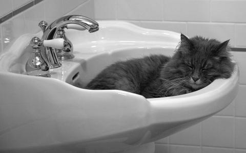 猫，睡觉，水槽