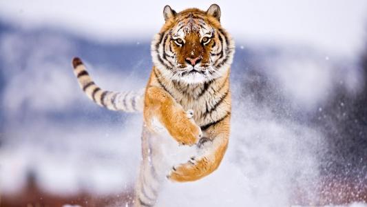 老虎，阿穆尔，雪，跳，野