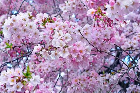 樱桃，樱桃，粉红色，树，春天