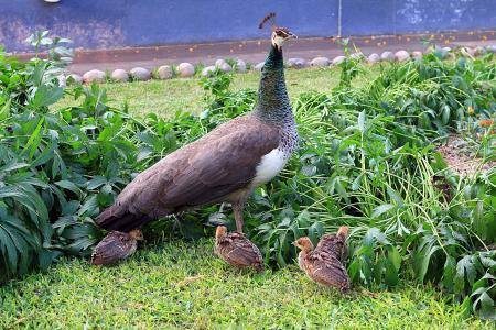 孔雀，家庭，小鸡，母亲