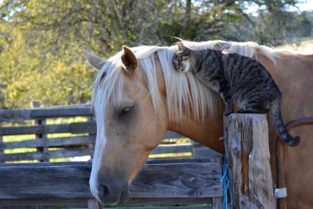 马，友谊，猫，马，猫