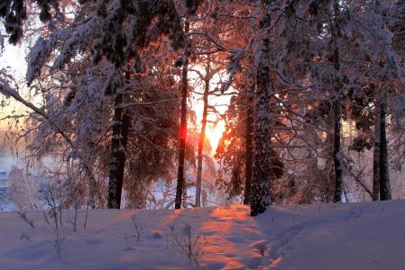 树，冬天，天空，性质，雪，太阳，宽屏