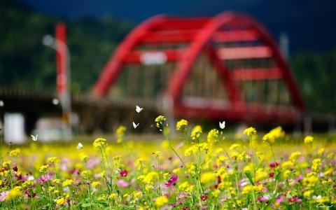 桥，鲜花，夏天，重点，领域，蝴蝶