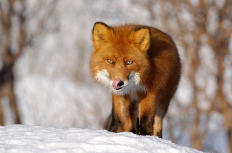 动物，狐狸，狐狸，冬天，雪