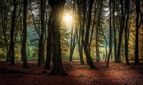 性质，秋季，森林，树木，早上，雾