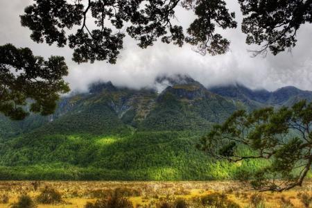 新西兰，山，森林，南国，自然