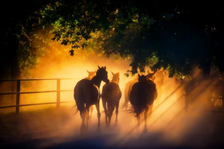 马，牛群，早晨，太阳霾