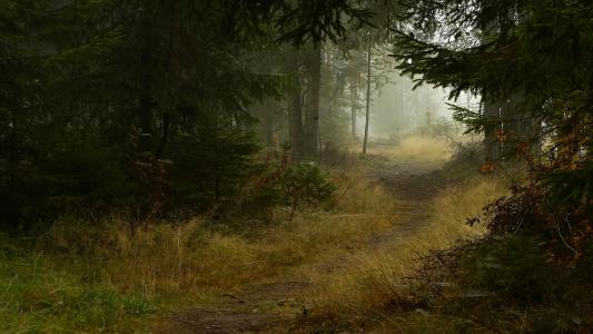 路径，森林，雾，秋天，树木