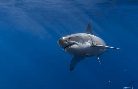 鲨鱼，白鲨，捕食者，照片，在水之下