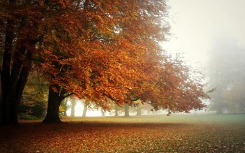 早上，雾，公园，秋天，叶子的地毯