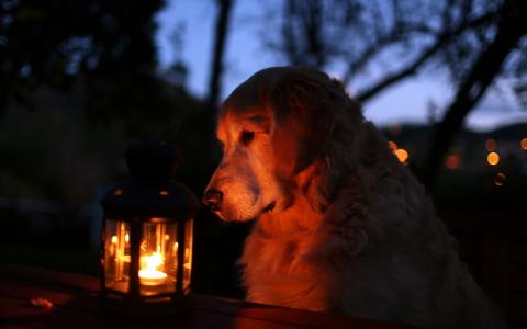 狗，晚上，灯笼