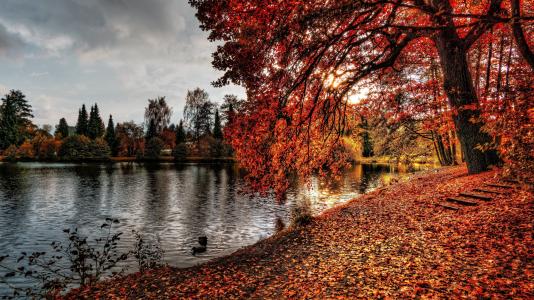 秋天，公园，叶子，湖，鸭子