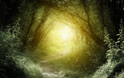 森林，丛林，路径，光