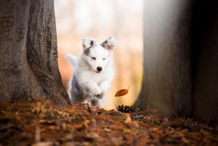 动物，狗，狗，小狗，性质，秋季，树，树干，叶子，锥