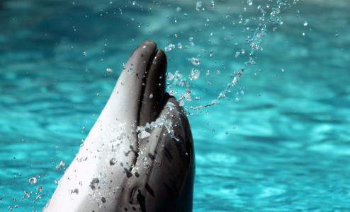 海豚，照片，池，飞溅，水，哺乳动物