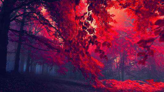 森林，红色，树，叶子，阳光