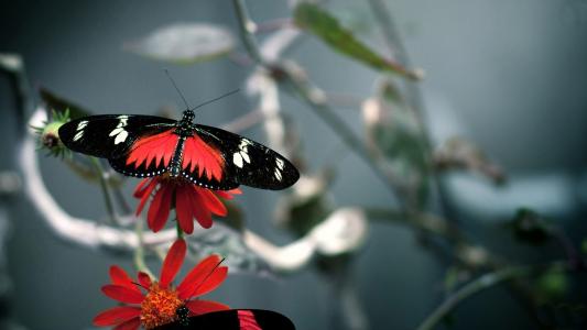 蝴蝶，美女，背景，鲜花，红色，黑色，天线