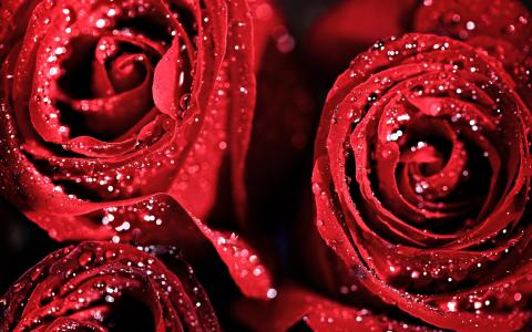 滴，玫瑰，鲜花，红色