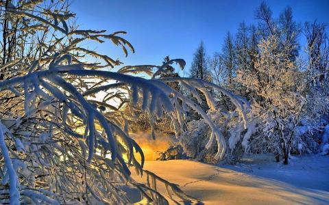 性质，冬天，雪，树，分支机构，日落