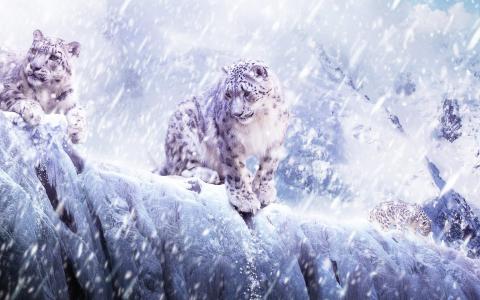 豹，雪，美丽