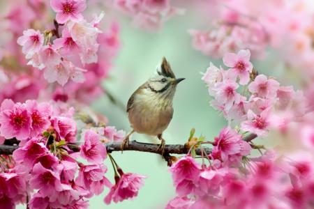 樱花，自然，春天，世界的鸟，绽放