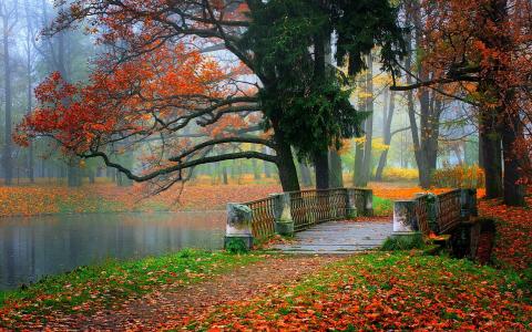 桥，秋天，叶子，树，路径