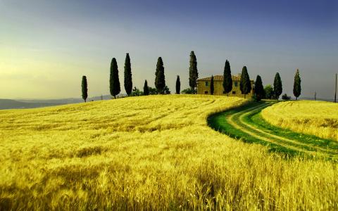 托斯卡纳，小麦，字段，字段，性质，风景，意大利