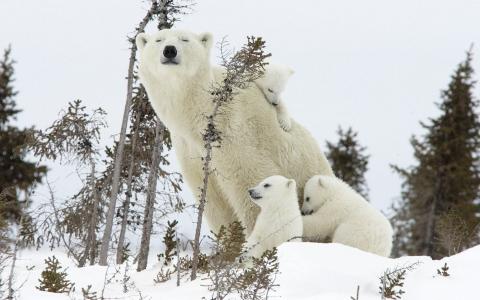 熊，家庭，冬天，雪