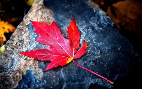 秋天的主题，红枫叶，石头，美丽，清澈