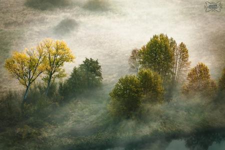 树，雾，秋天，性质，码头Biffi