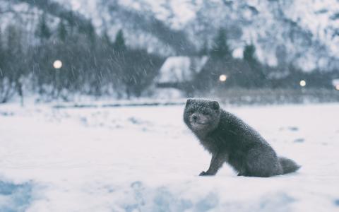 雪，冬天，北极狐，抄写员