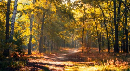 森林，秋天，橡树，胡同，雾，Galansovskaya Oksana