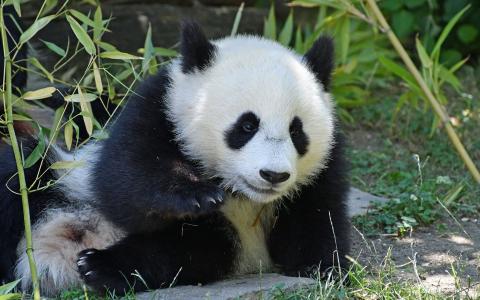 熊猫，可爱的小熊，熊，竹，森林，野生动物，照顾熊猫