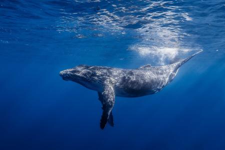 座头鲸，海洋，长腿小脚，驼背