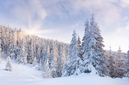 冬天，森林，黎明，枞树，雪，太阳