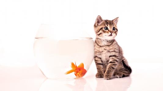 小猫，水族馆，鱼