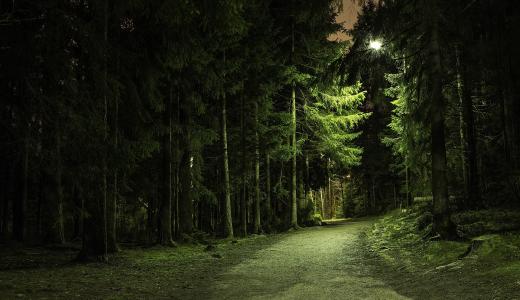 自然，晚上，森林，路