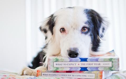 查看，书籍，狗