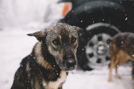 动物，狗，雪，汽车，尼克·卡内拉