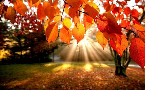 秋天，森林，叶子，太阳光线