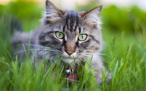 草，猫，眼睛，看，惊吓，冥想，品种
