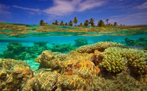 马尔代夫，Huwadhu环礁，珊瑚岛，Gaafu-Dhaalu，Tinadhoo，印度洋，水下摄影