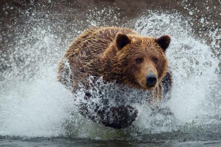 熊，湿，喷，熊，水，滴