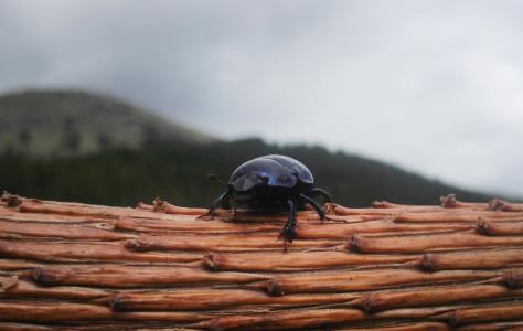 粪甲虫，冷杉，山，喀尔巴阡山脉