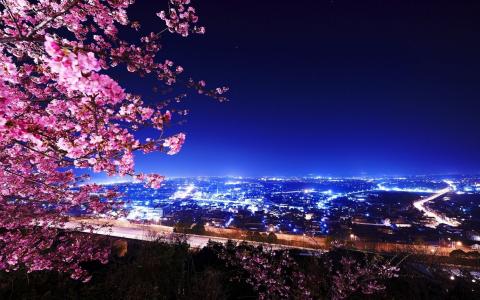樱花，夜晚的城市，天空，地平线