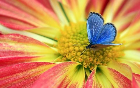 蝴蝶，花，性质