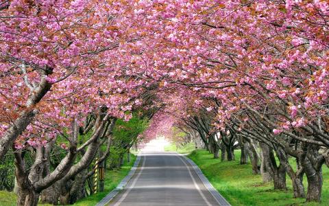 春天，路，树，绽放