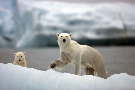 北极熊，熊，北极熊，小熊