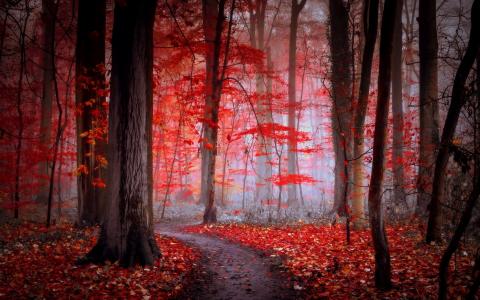 性质，秋季，树木，路径，森林，早上，雾，封面，叶子