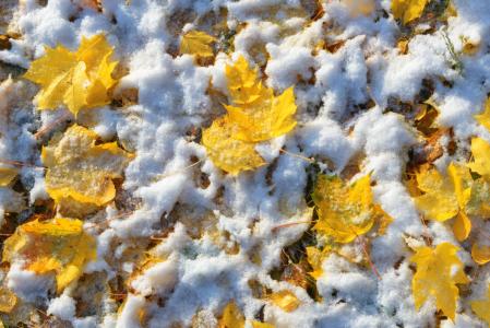 第一场雪，黄叶，尤金·萨普
